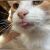 catsssoup